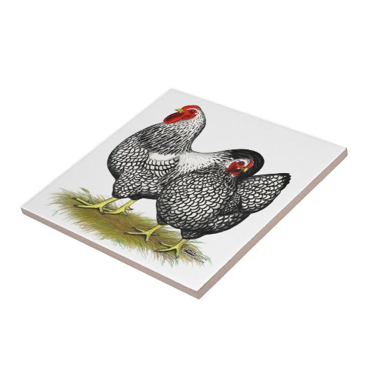 Wyandotte:  銀製の組 タイル (側面)