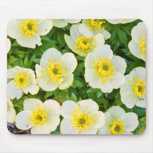 Wyoming、Sublette County、グループのクローズアップ マウスパッド (正面)