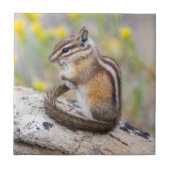 Wyoming, Sublette County, Least Chipmunk タイル (正面)