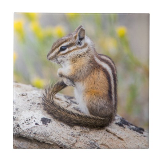 Wyoming, Sublette County, Least Chipmunk タイル (正面)