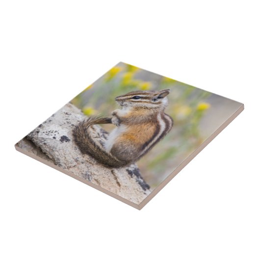 Wyoming, Sublette County, Least Chipmunk タイル (側面)
