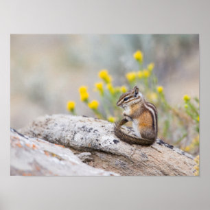 Wyoming, Sublette County, Least Chipmunk ポスター