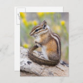 Wyoming, Sublette County, Least Chipmunk ポストカード (正面/裏面)