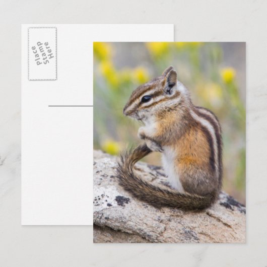 Wyoming, Sublette County, Least Chipmunk ポストカード (正面/裏面)