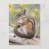Wyoming, Sublette County, Least Chipmunk ポストカード (正面)