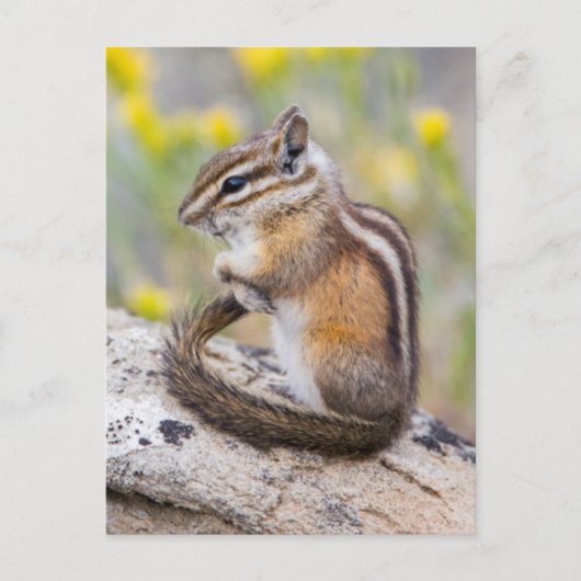 Wyoming, Sublette County, Least Chipmunk ポストカード (正面)