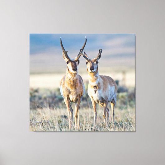 Wyoming、Sublette County、Pronghorn bucks キャンバスプリント (正面)