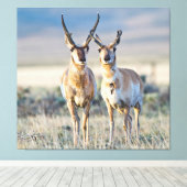 Wyoming、Sublette County、Pronghorn bucks キャンバスプリント (インサイチュ (ウッドフロア))