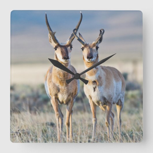Wyoming、Sublette County、Pronghorn bucks スクエア壁時計 (正面)