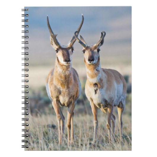 Wyoming、Sublette County、Pronghorn bucks ノートブック (正面)