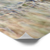 Wyoming、Sublette County、Pronghorn bucks ポスター (角)