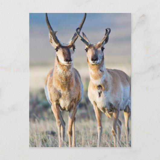 Wyoming、Sublette County、Pronghorn bucks ポストカード (正面)