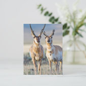 Wyoming、Sublette County、Pronghorn bucks ポストカード (スタンド正面)