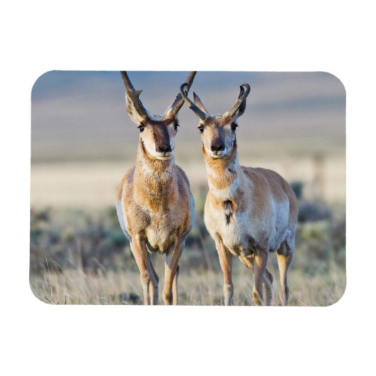 Wyoming、Sublette County、Pronghorn bucks マグネット (横)