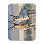 Wyoming、Sublette County、Pronghorn bucks マグネット (縦)