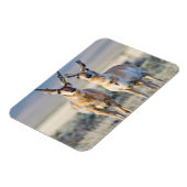 Wyoming、Sublette County、Pronghorn bucks マグネット (左側)