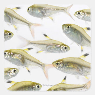 黄色 魚シール  Zazzle.co.jp