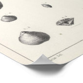 X石炭紀 ポスター (角)