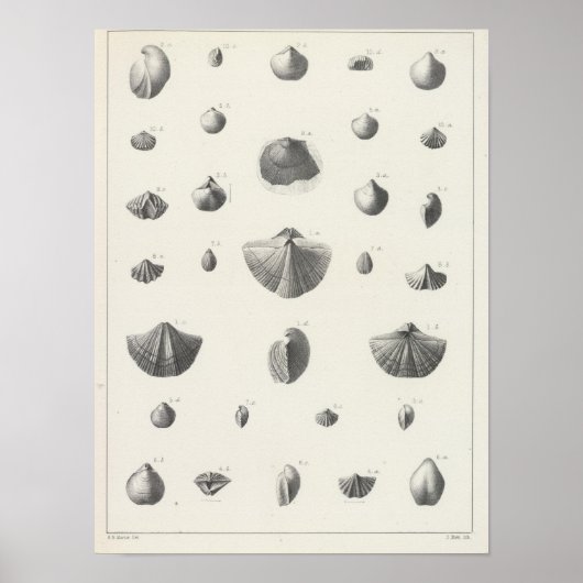 X石炭紀 ポスター (正面)