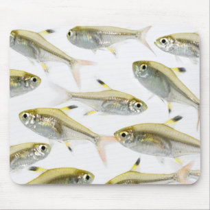 X線のtetra魚(Pristellaの学校 マウスパッド