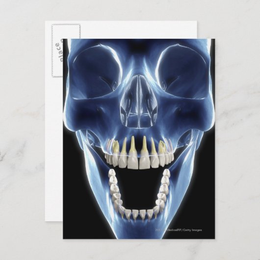 X線スタイルの人間の歯を見る ポストカード (正面/裏面)