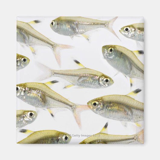 X線テトラ魚学群（プリステラ） マグネット (正面)