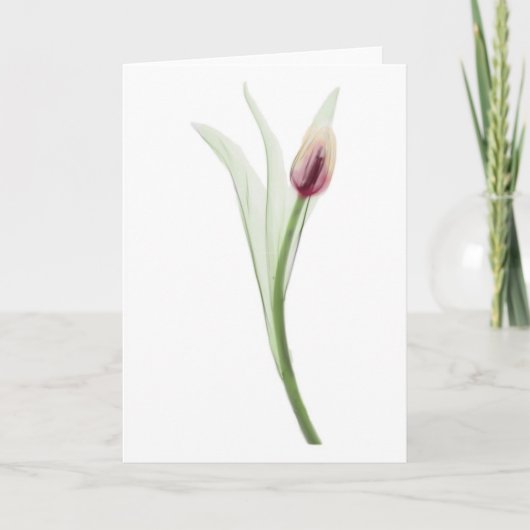 X線:チューリップ·ノテカード カード (正面)