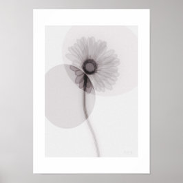 X-ray Botanical Art - Gerbera ポスター