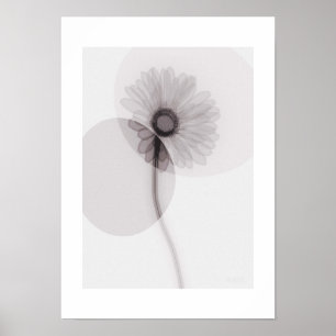 X-ray Botanical Art - Gerbera ポスター