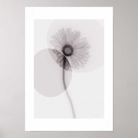 X-ray Botanical Art - Gerbera ポスター (正面)
