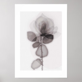 X-ray Botanical Art - Rose ポスター