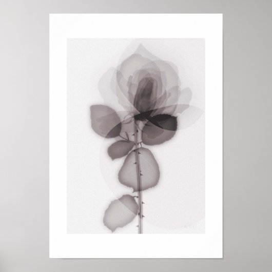 X-ray Botanical Art - Rose ポスター (正面)