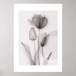  X-ray Botanical Art - Tulip ポスター