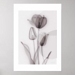 X-ray Botanical Art - Tulip ポスター