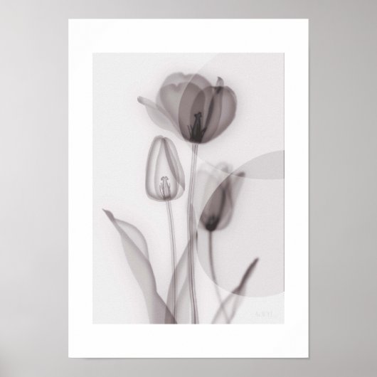  X-ray Botanical Art - Tulip ポスター (正面)
