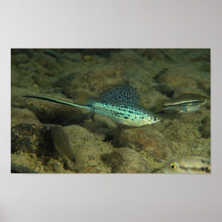 Xiphophorus montezumae - Montezumae Messetail ポスター