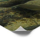 Xiphophorus montezumae - Montezumae Messetail ポスター (角)