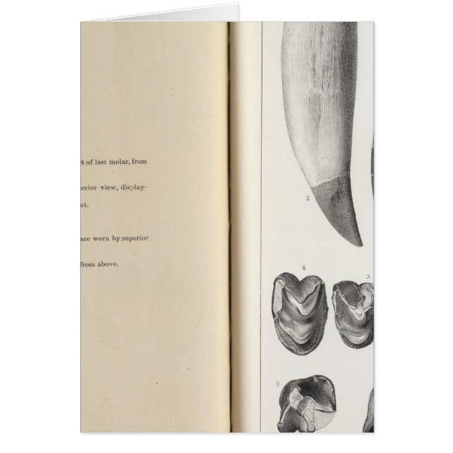 XLVIコリホドン (正面)