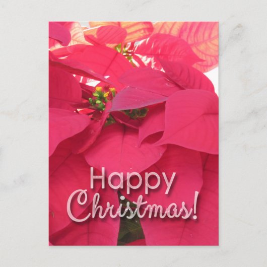 Xmas 001 - Postcard ポストカード (正面)