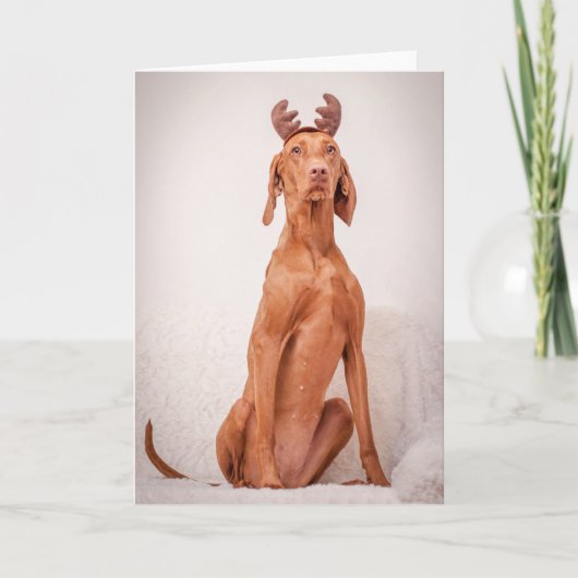 Xmas Card / Christmas Card "Magyar Vizsla" シーズンカード (正面)