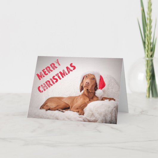 Xmas Card / Christmas Card "Magyar Vizsla" シーズンカード (正面)