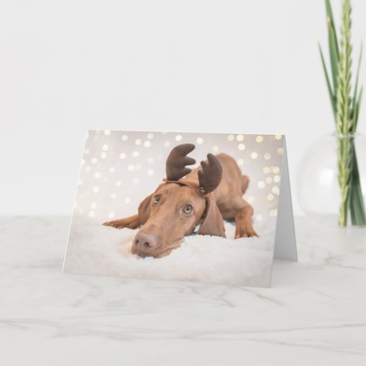 Xmas Card / Christmas Card "Magyar Vizsla" シーズンカード (正面)