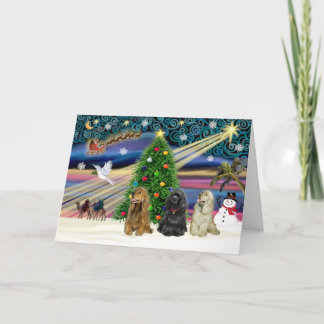 Xms魔法-3Cockers-blk-brwn-fawn シーズンカード