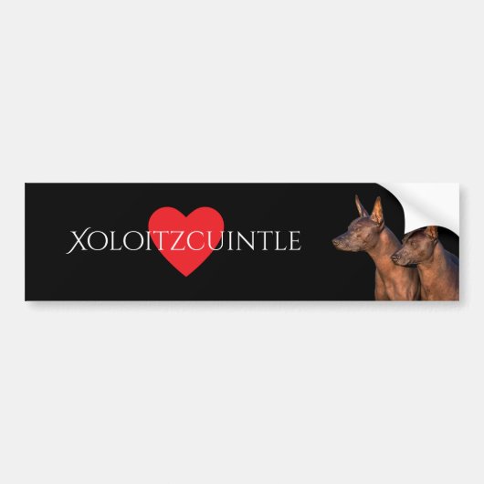 Xoloitzcuintleのバンパーステッカー バンパーステッカー (正面)