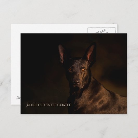 Xoloitzcuintleはがき ポストカード (正面/裏面)
