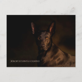 Xoloitzcuintleはがき ポストカード