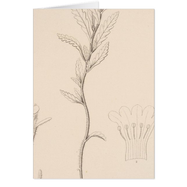 XVIIIナマロスロッチィ (正面)