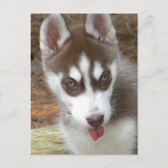 Xxかわいいシベリアンハスキーの小犬 ポストカード Zazzle Co Jp