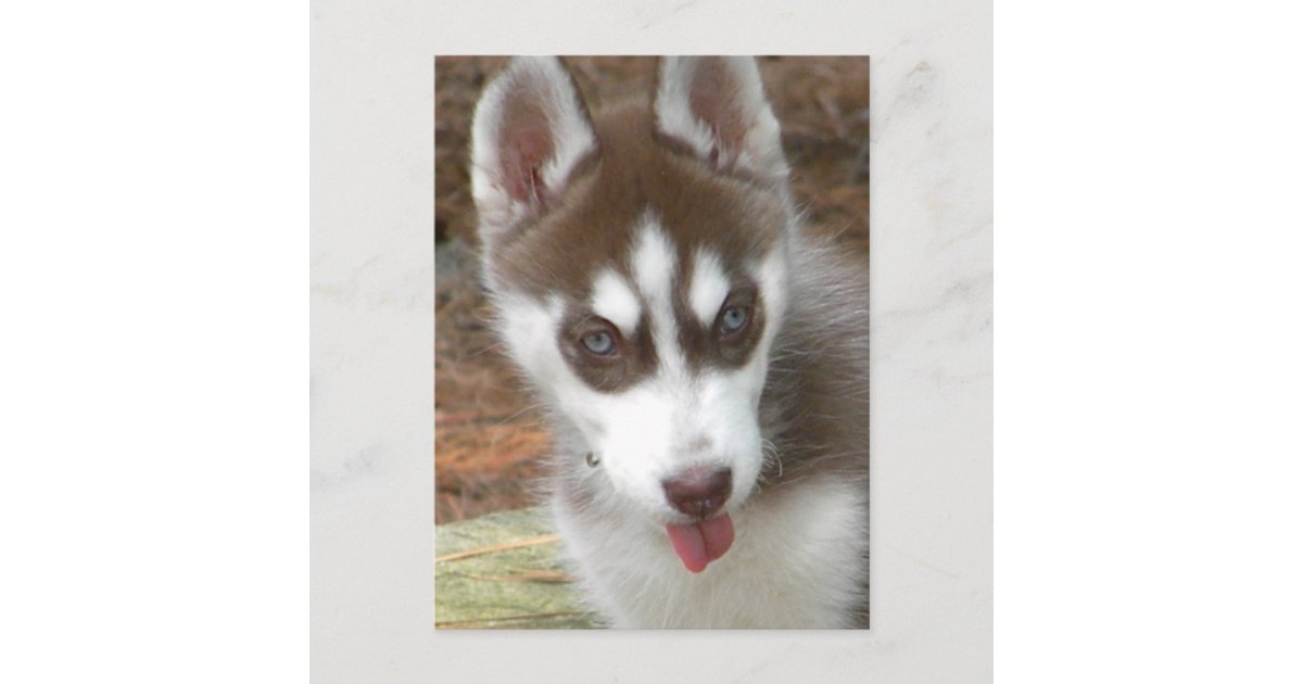 Xx かわいいシベリアン ハスキーの子犬 ポストカード Zazzle Co Jp