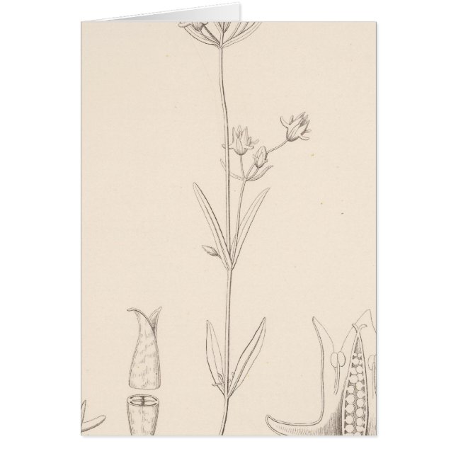 XXIハレニアロスロッチィ (正面)